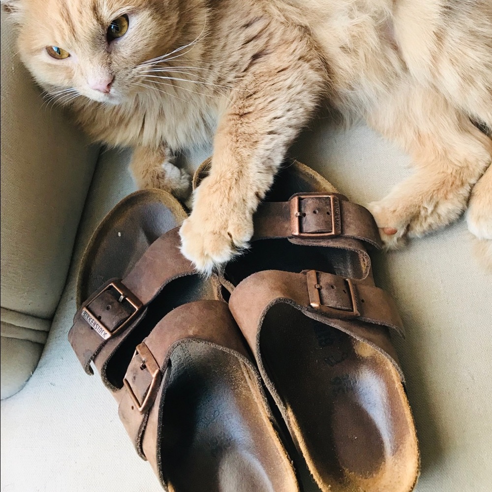 Classic Arizona Birks